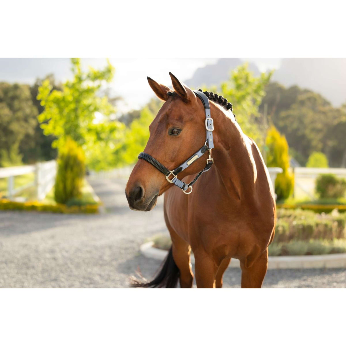 LeMieux Halster Capella Powder Blue