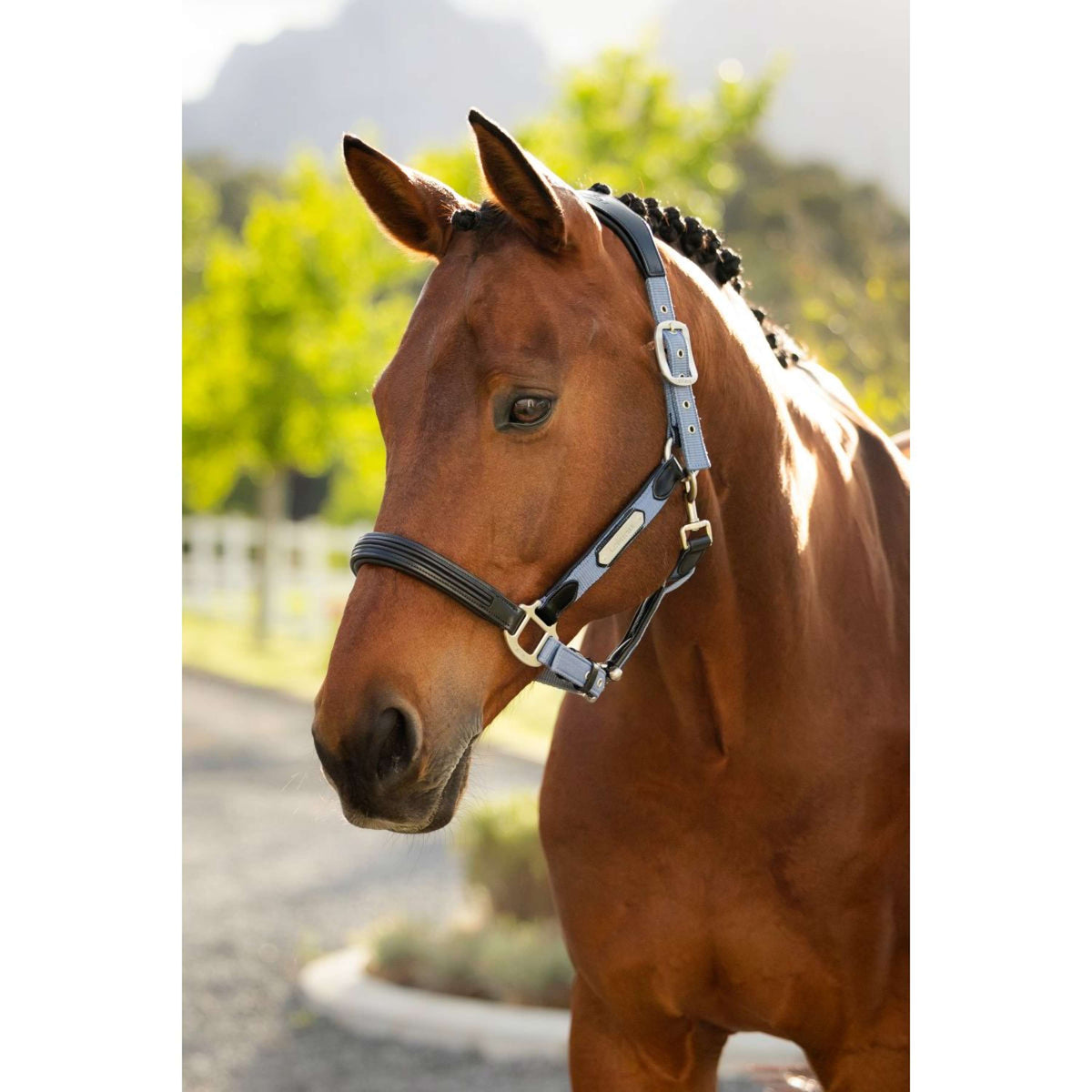 LeMieux Halster Capella Powder Blue