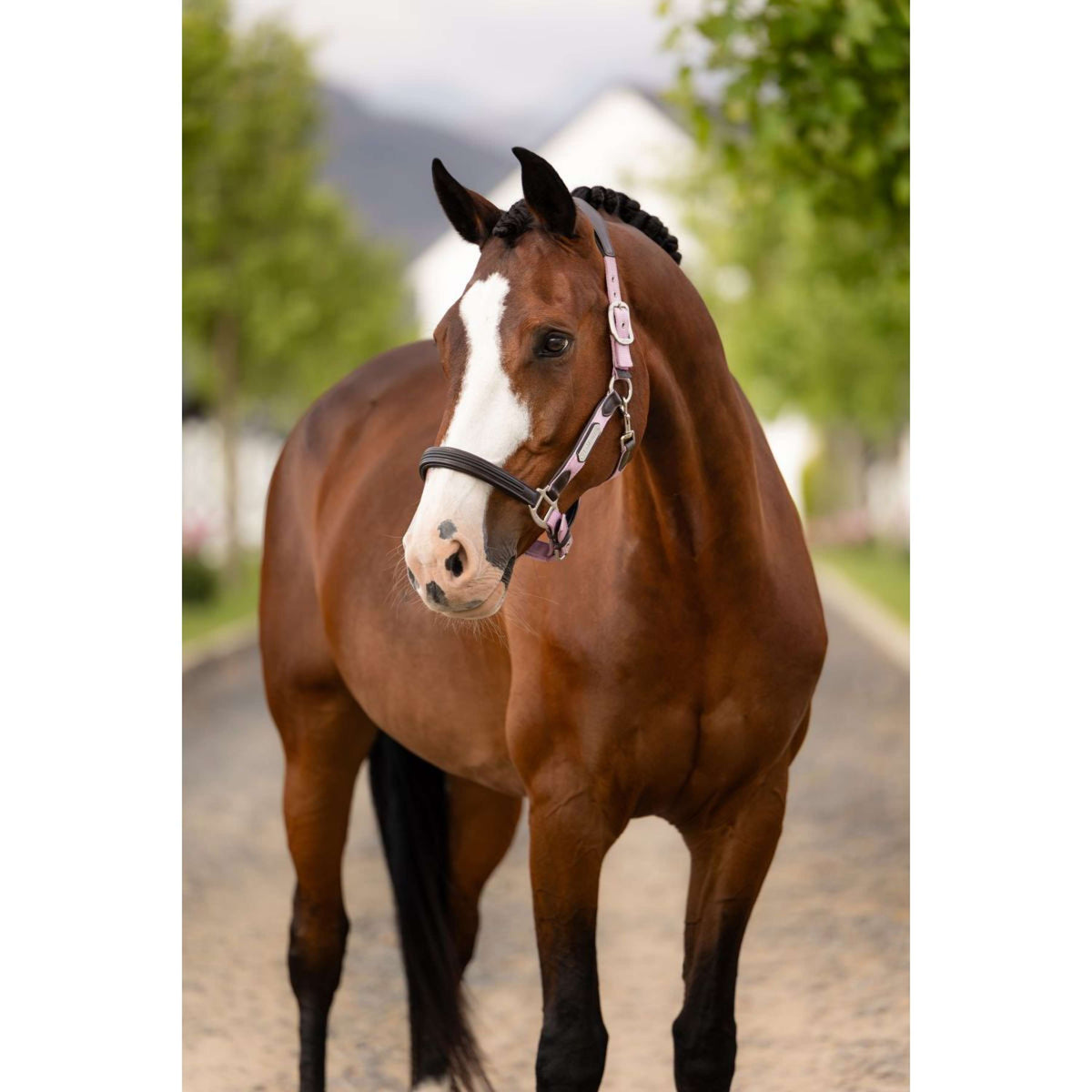LeMieux Halster Capella Fondant