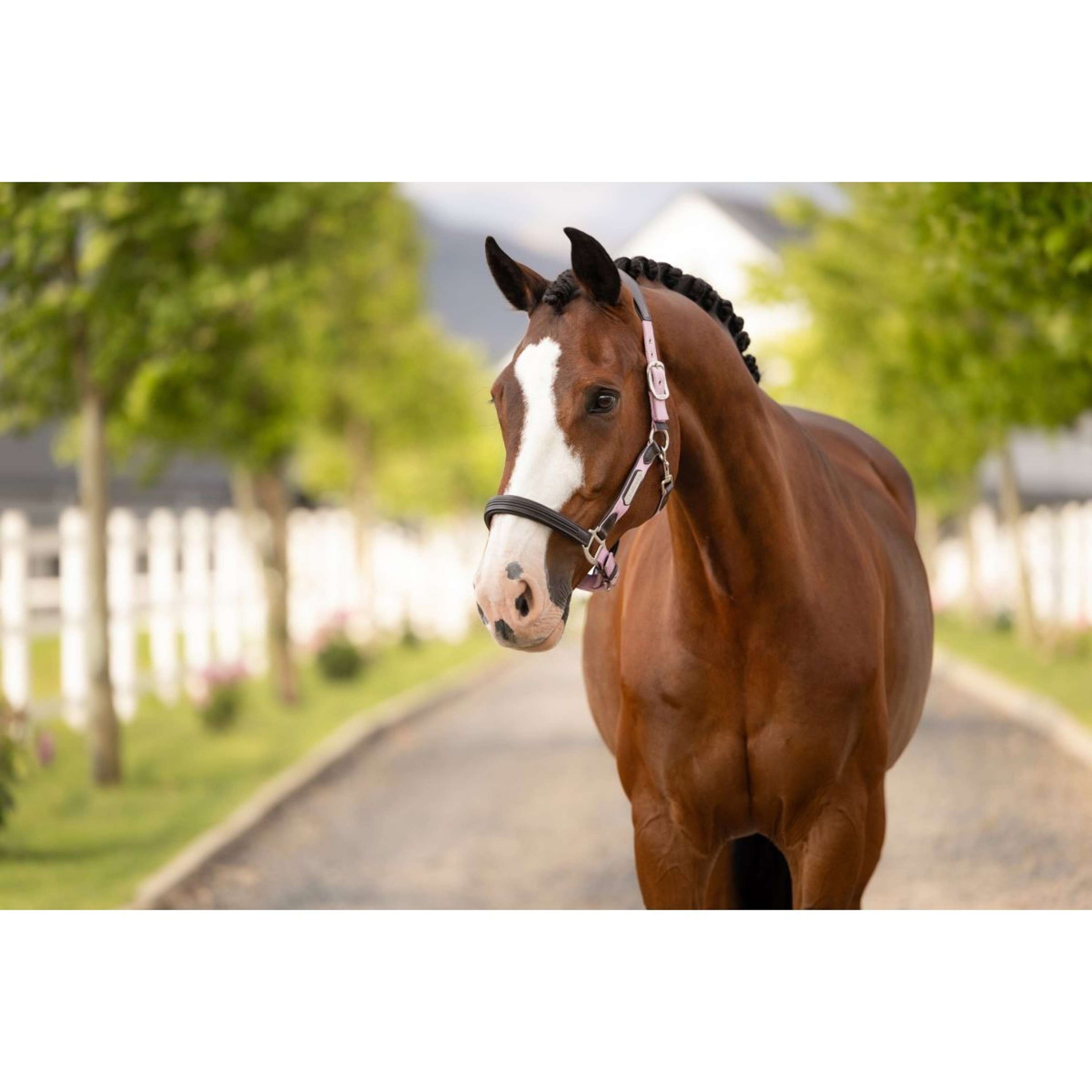 LeMieux Halster Capella Fondant LeMieux Halster Capella Fondant