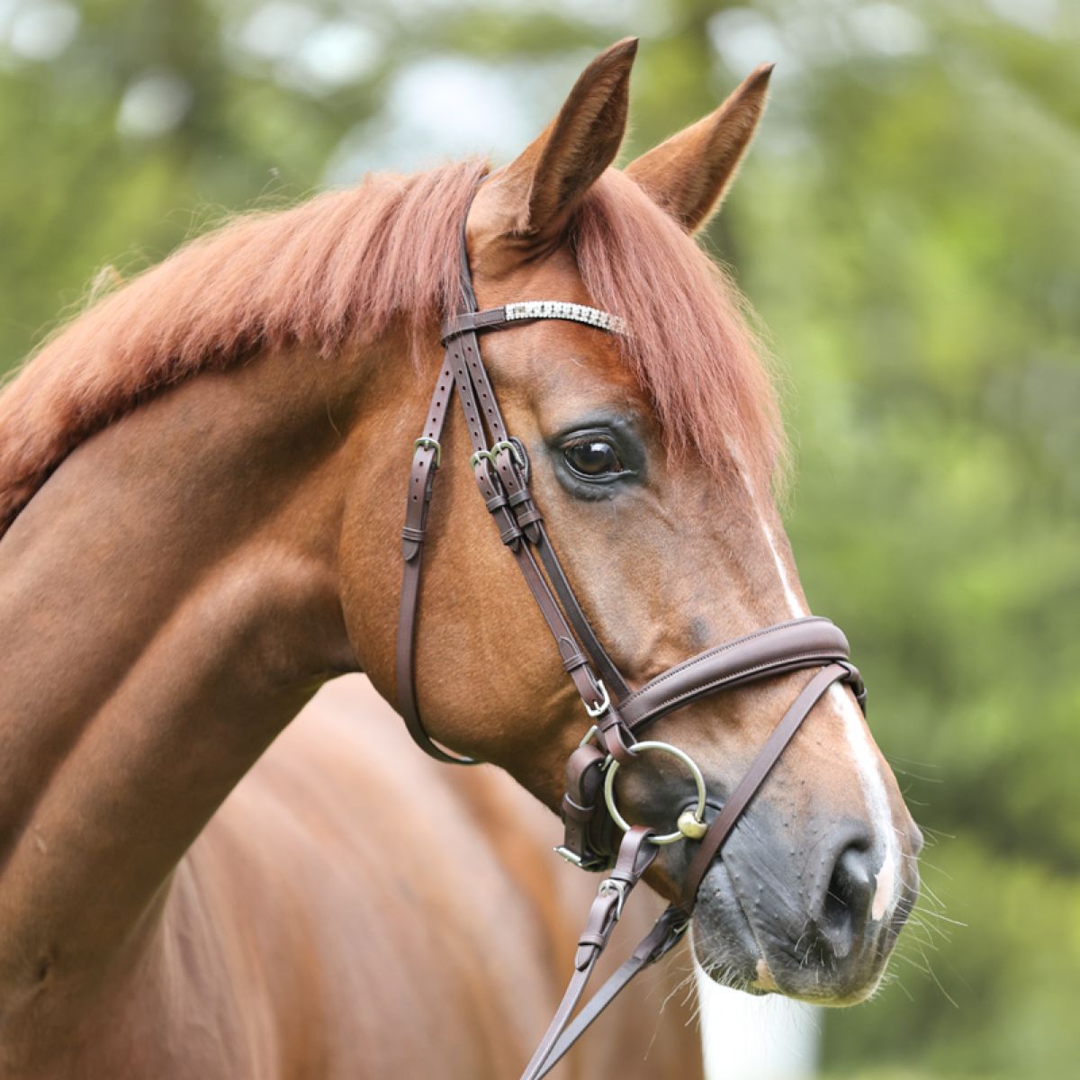 Kavalkade Hoofdstel Everlyn Engels Bruin