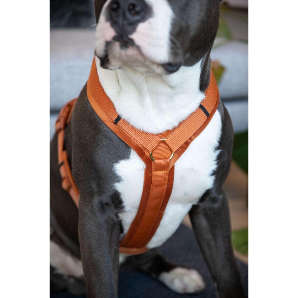 Kentucky Harnas Active Velvet Oranje