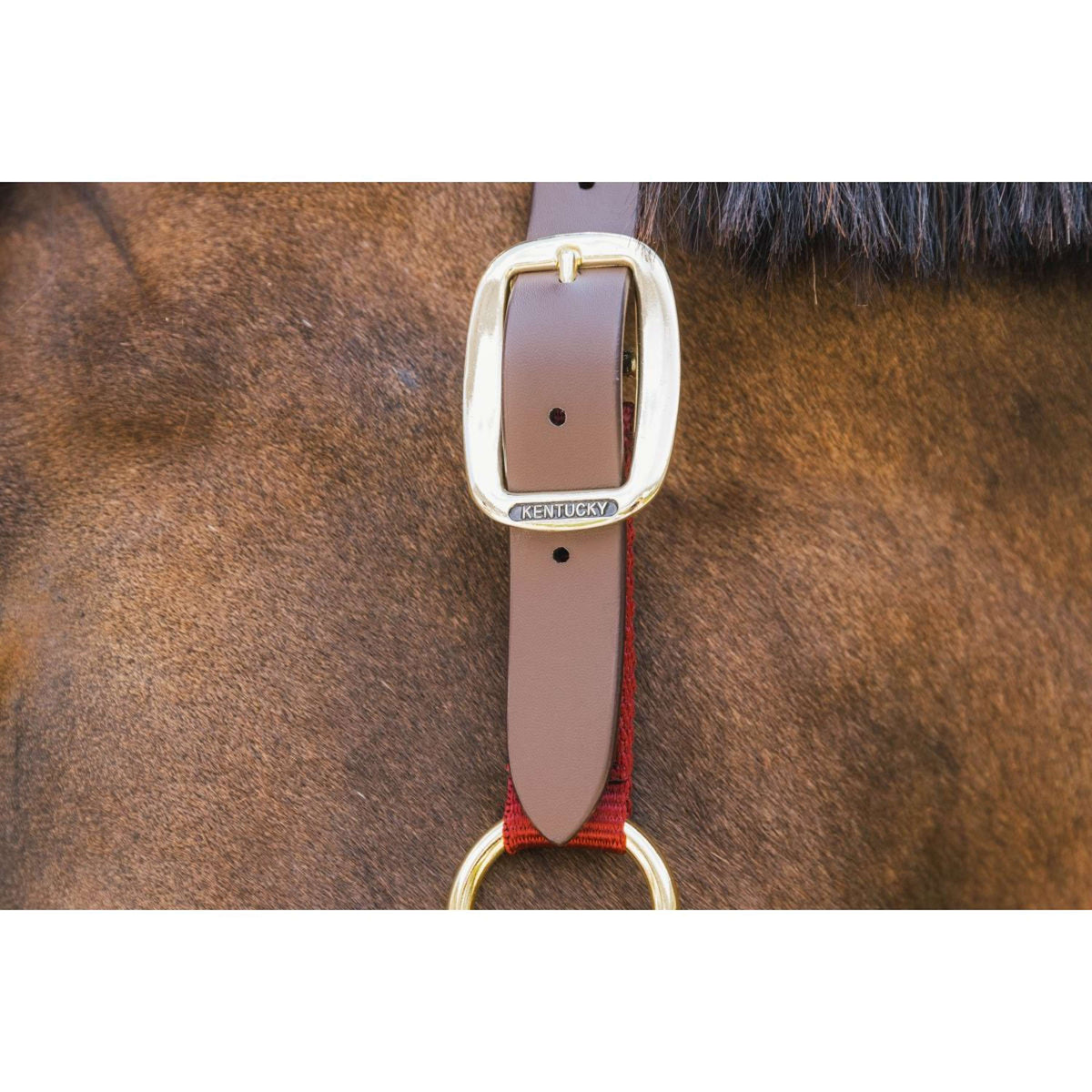Kentucky Halster Nylon Breakaway Bordeaux