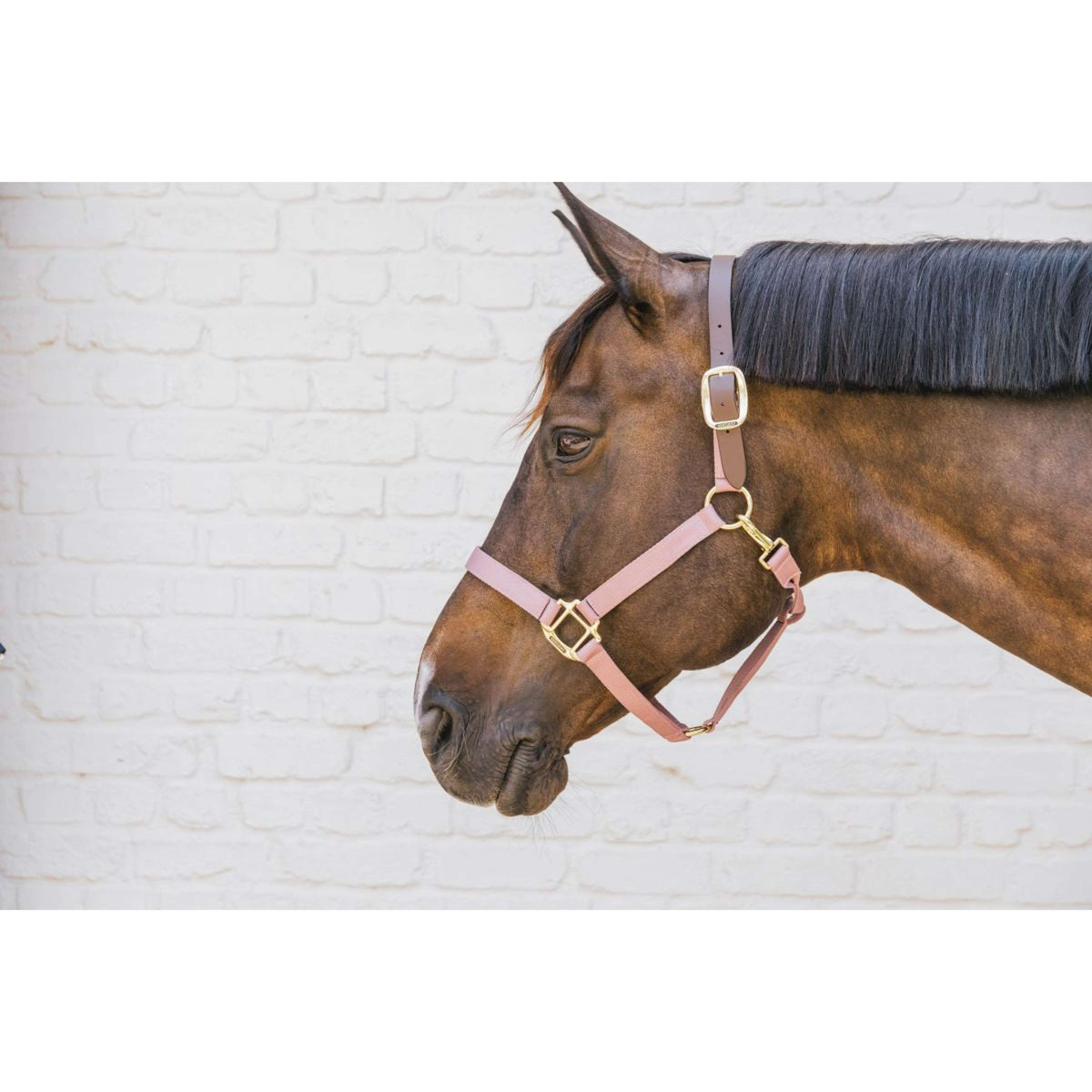 Kentucky Halster Nylon Breakaway Oud Roze