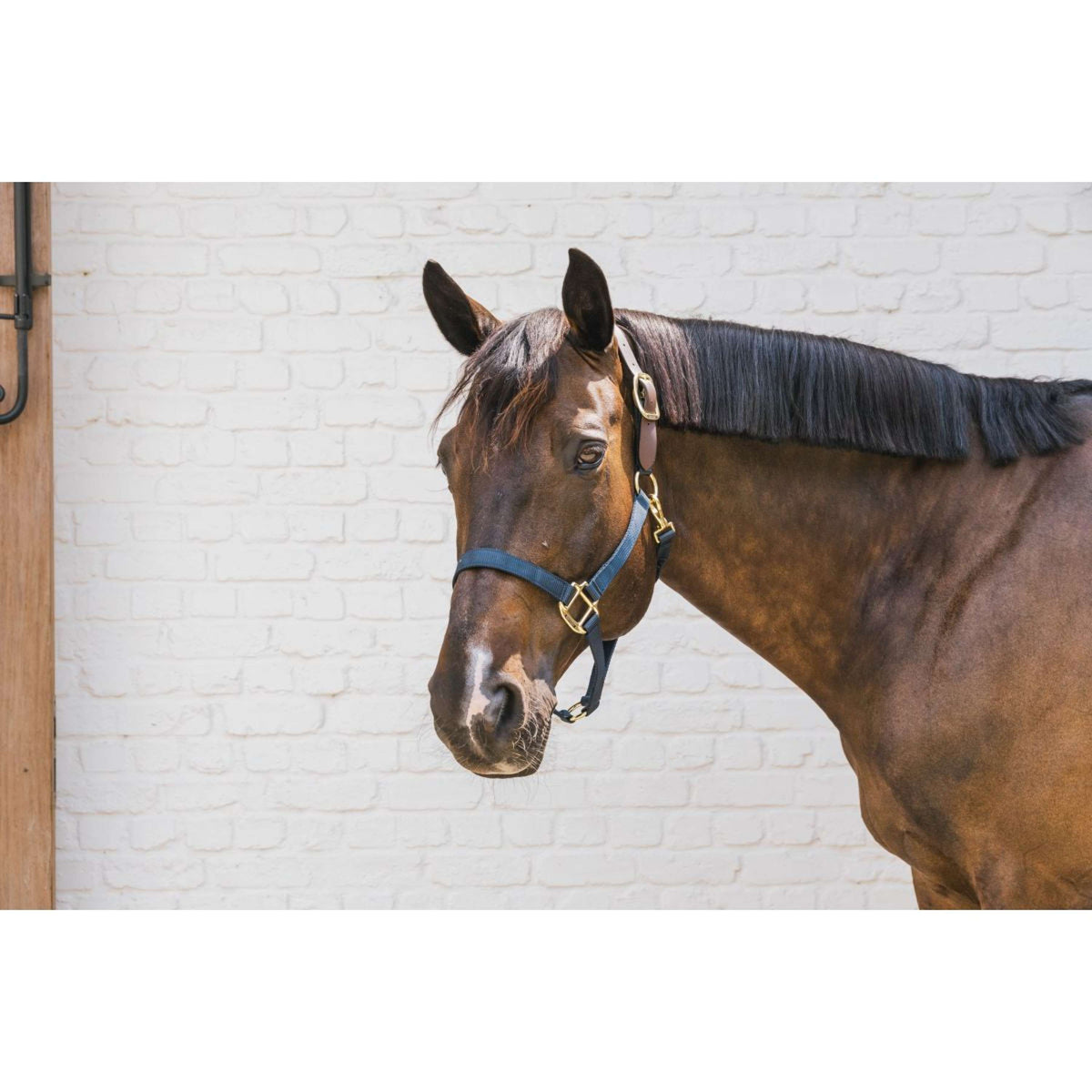 Kentucky Halster Nylon Breakaway Navy