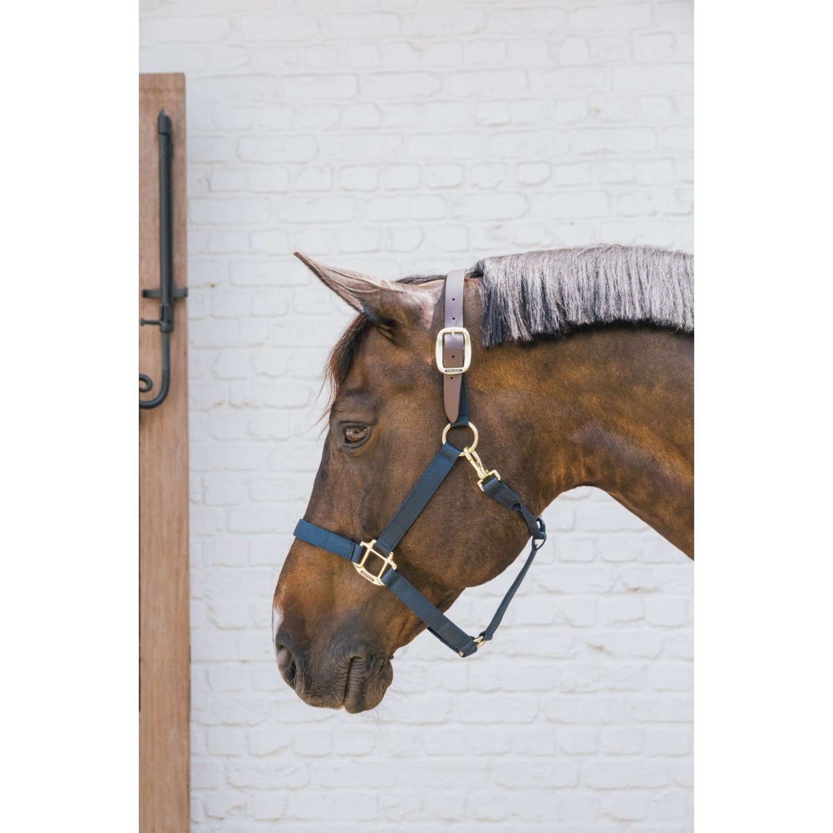 Kentucky Halster Nylon Breakaway Navy