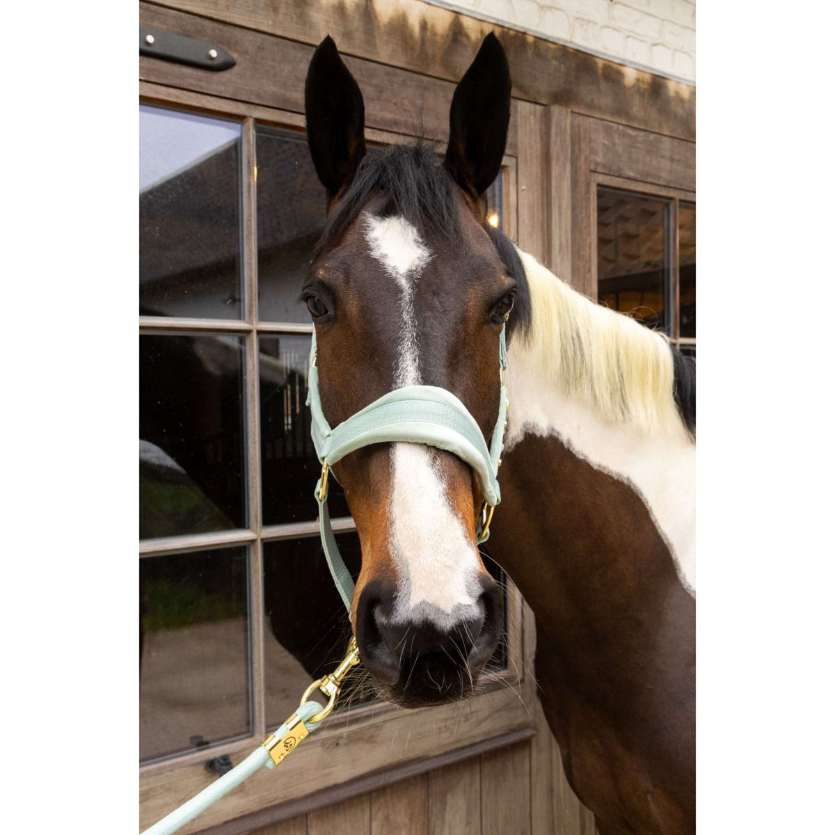 Kentucky Halster Velvet Mint