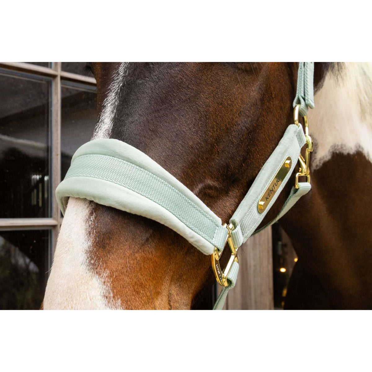 Kentucky Halster Velvet Mint