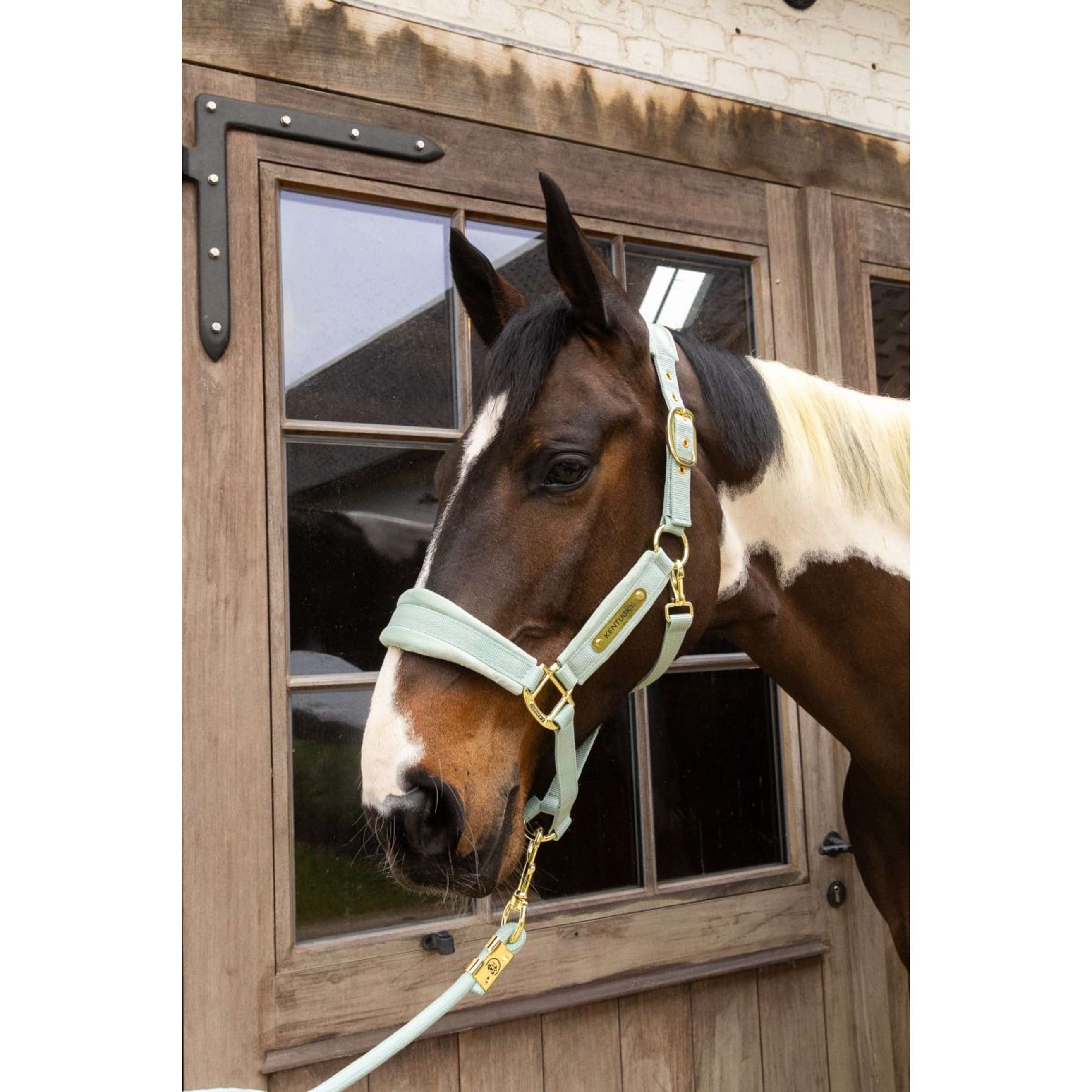 Kentucky Halster Velvet Mint Kentucky Halster Velvet Mint