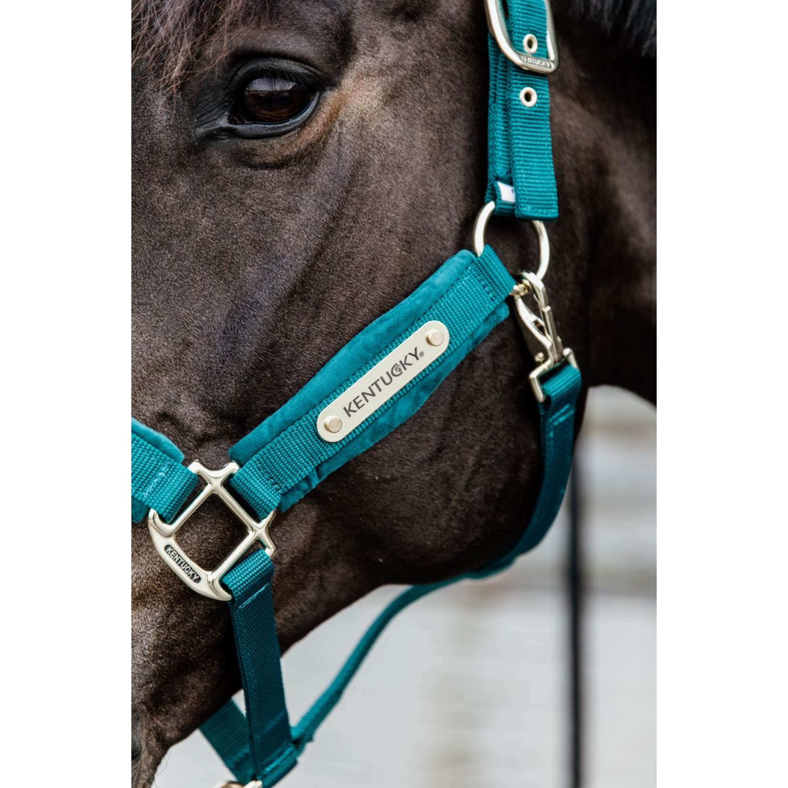 Kentucky Halster Velvet Emerald