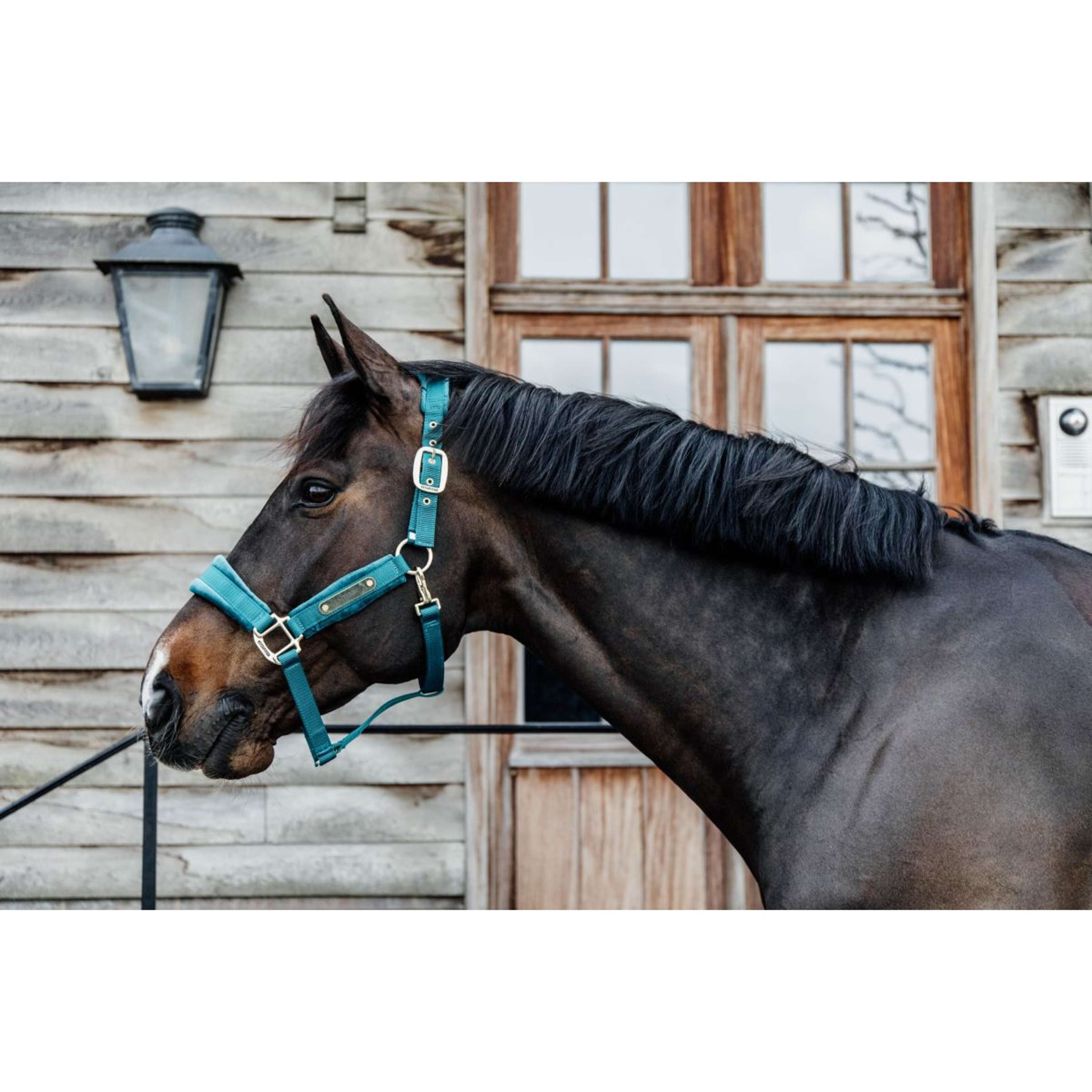 Kentucky Halster Velvet Emerald