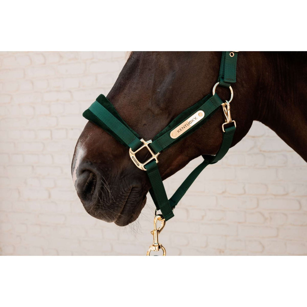 Kentucky Halster Velvet Pine Green