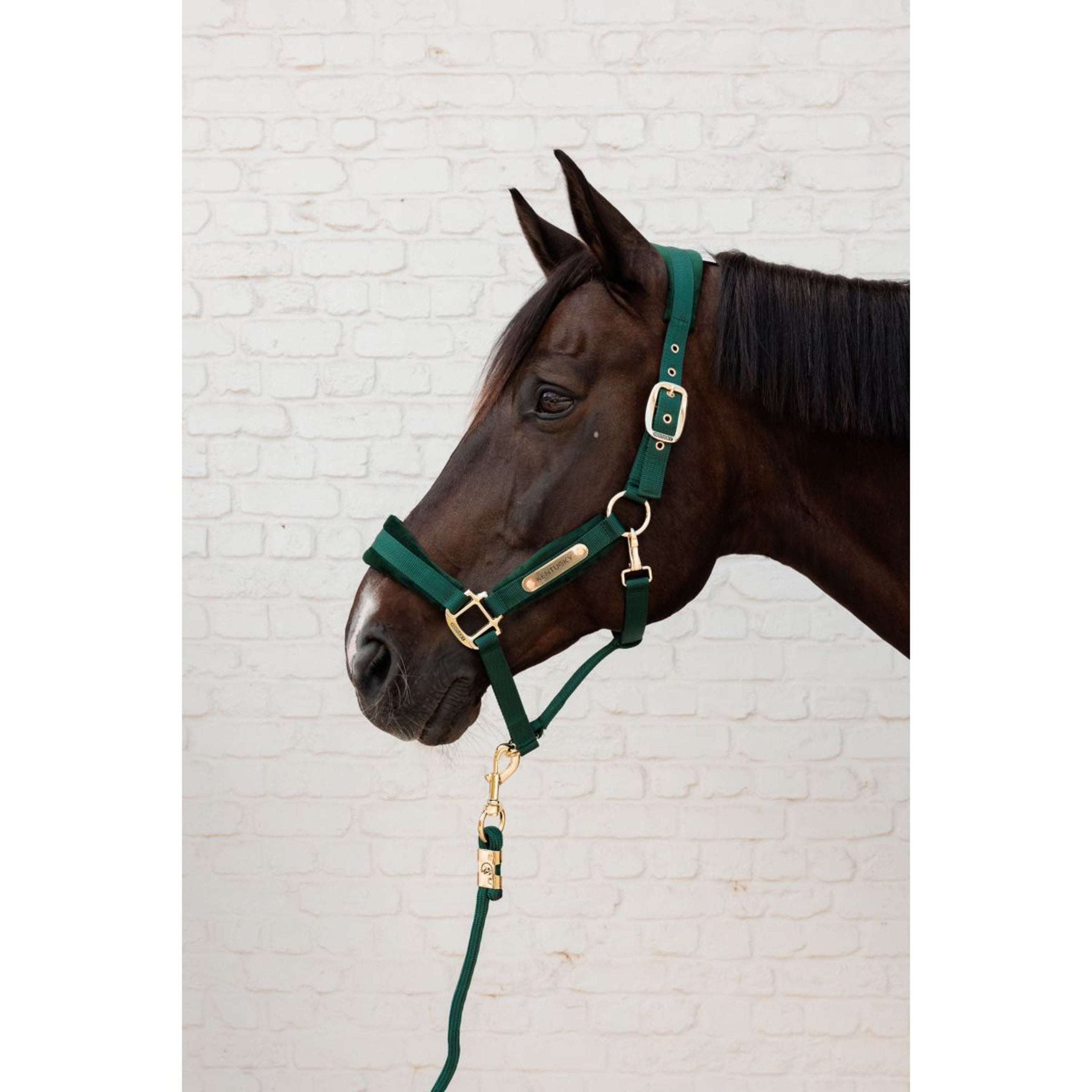 Kentucky Halster Velvet Pine Green