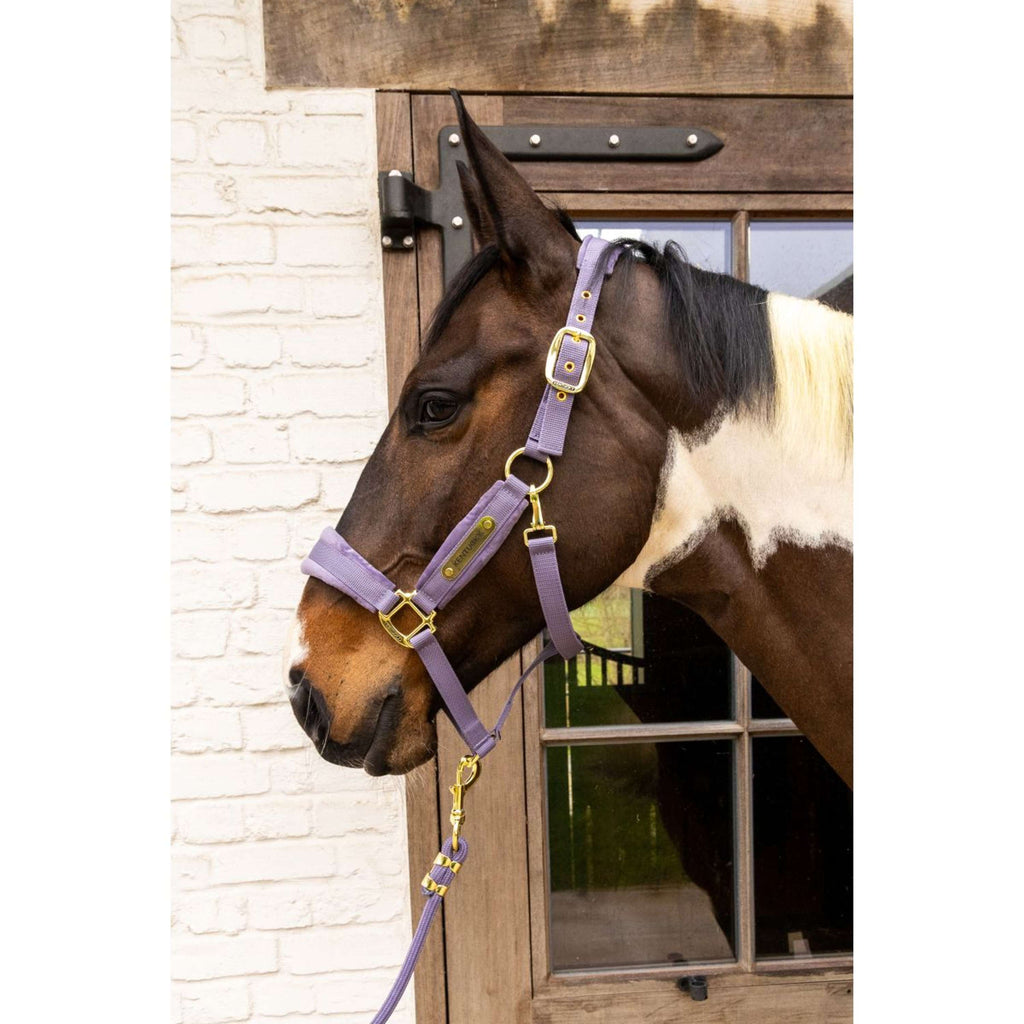 Kentucky Halster Velvet Paars