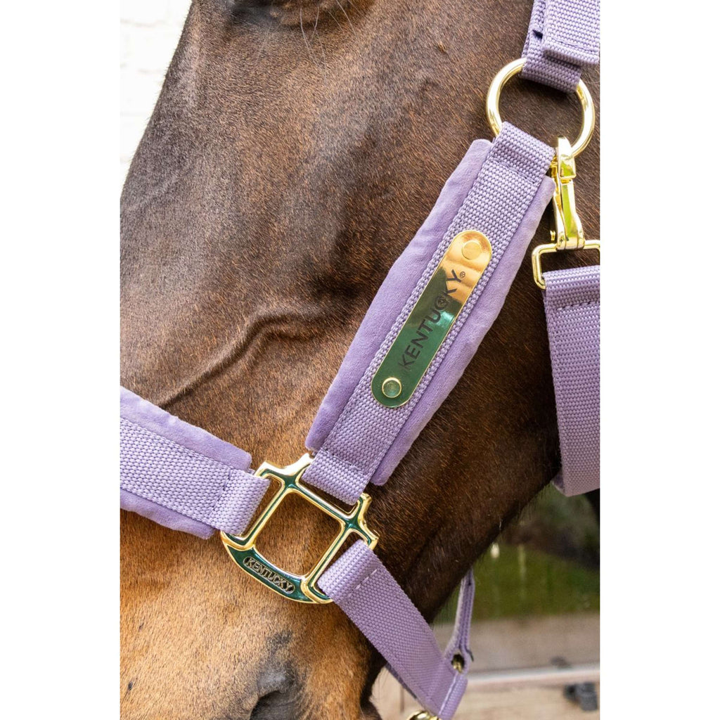 Kentucky Halster Velvet Paars