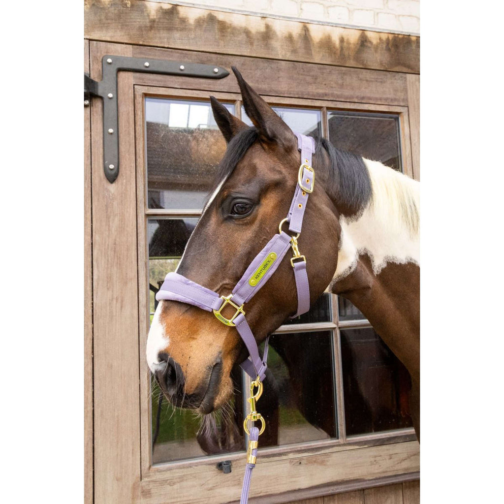 Kentucky Halster Velvet Paars