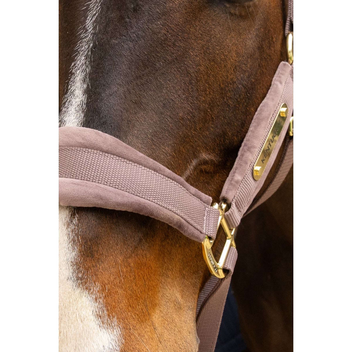 Kentucky Halster Velvet Lichtpaars