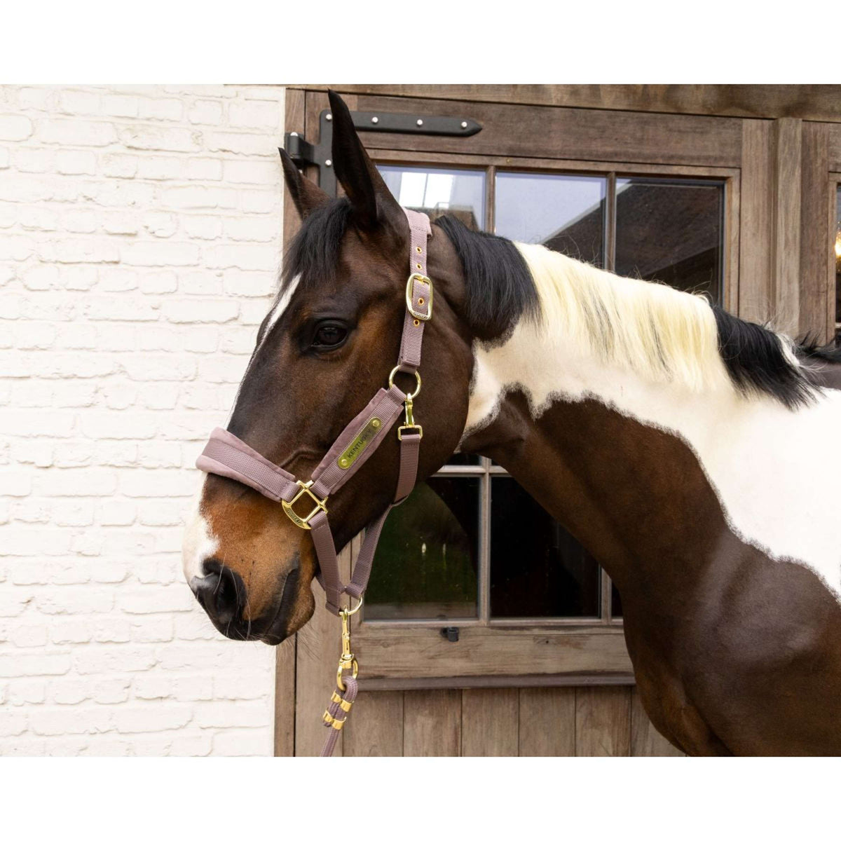 Kentucky Halster Velvet Lichtpaars