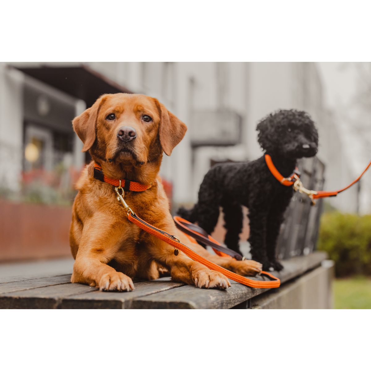 Kentucky Halsband Plaited Nylon Oranje