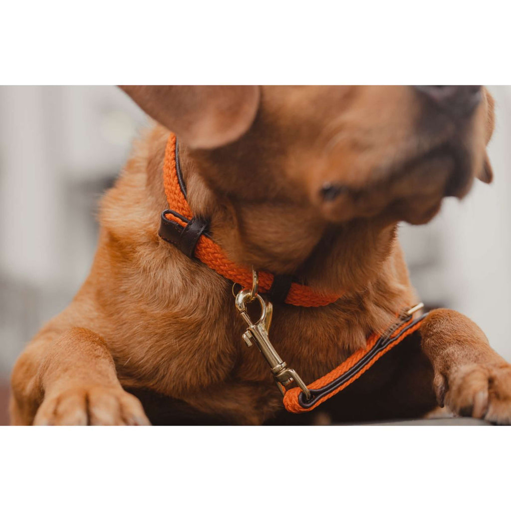 Kentucky Halsband Plaited Nylon Oranje