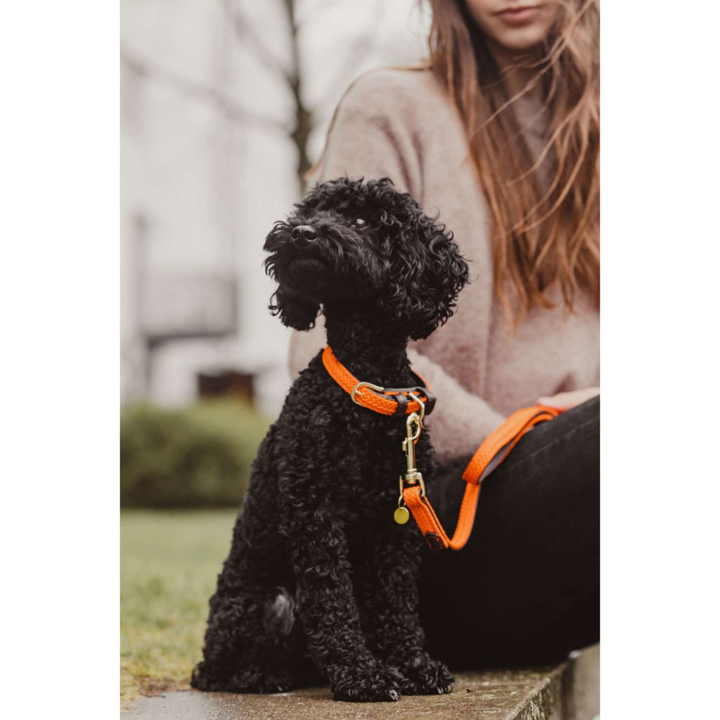 Kentucky Halsband Plaited Nylon Oranje