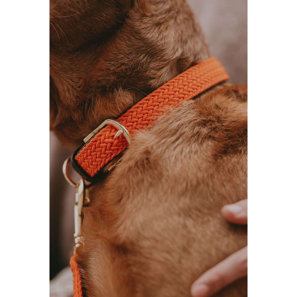 Kentucky Halsband Plaited Nylon Oranje