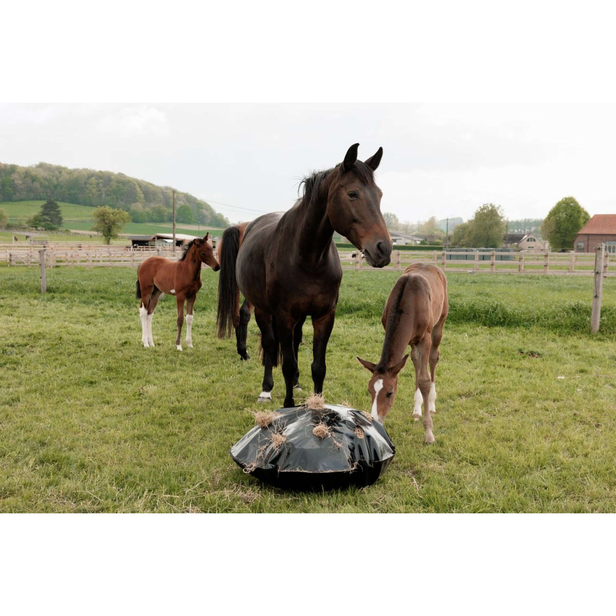 Grooming Deluxe by Kentucky Slow Feeder Play & Haybag Round