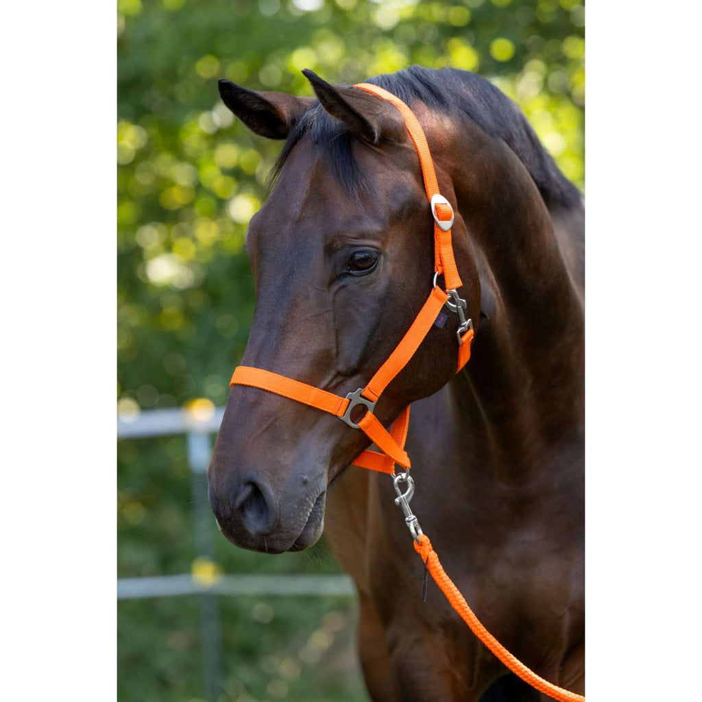 Covalliero Halster Hippo Oranje