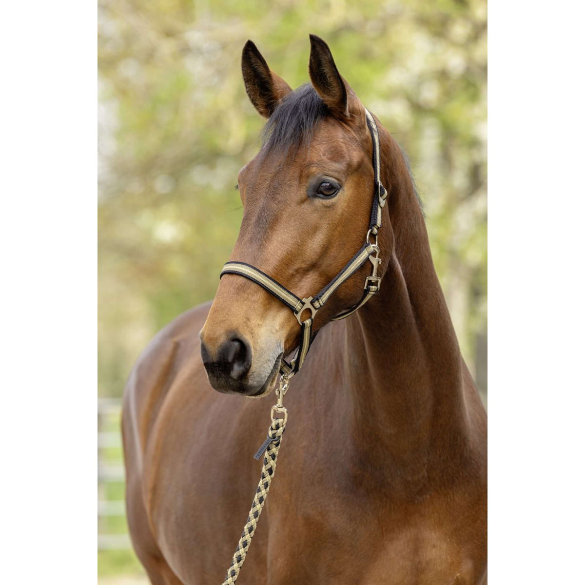 Covalliero Halster SS26 Zwart/Walnoot