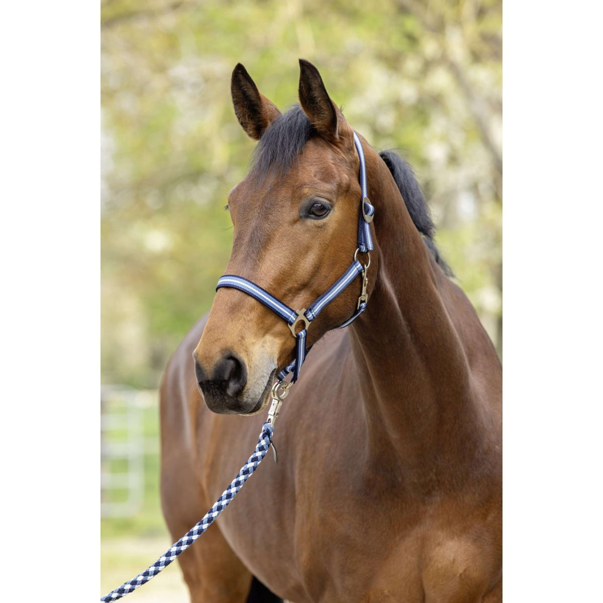 Covalliero Halster SS26 Dark Navy/Smoked Blue