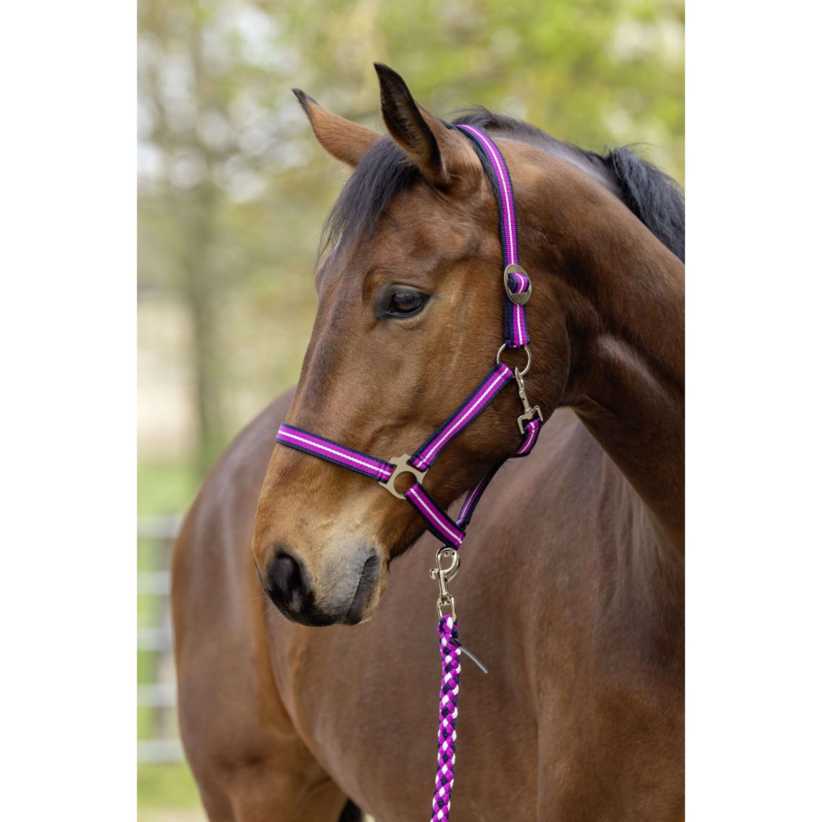 Covalliero Halster SS26 Dark Navy/Light Berry Covalliero Halster SS26 Dark Navy/Light Berry