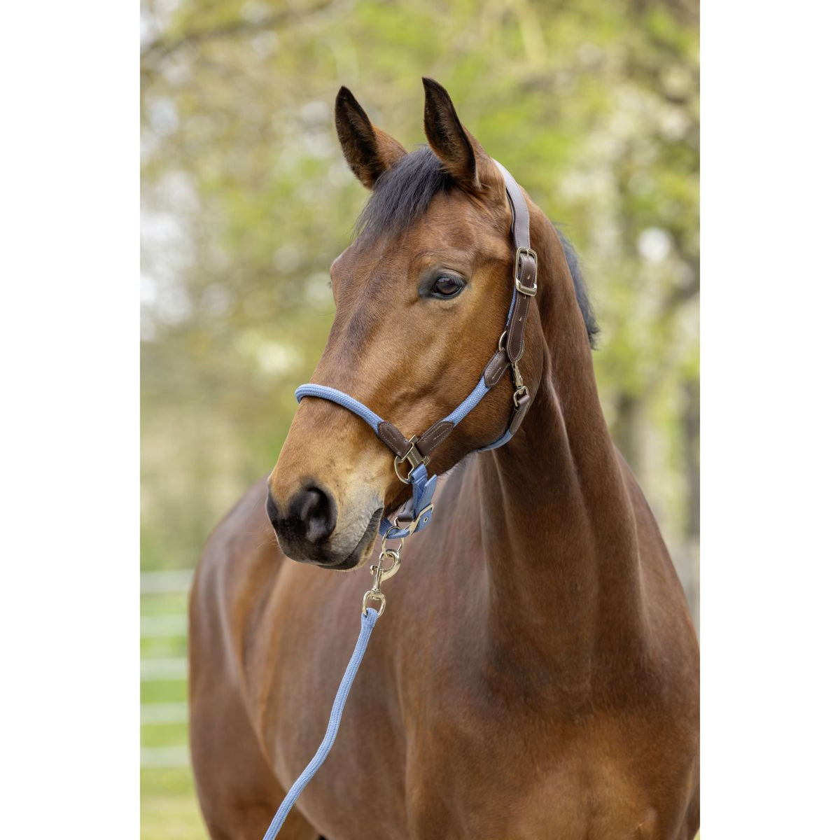 Covalliero Halster SS26 Smoked Blue