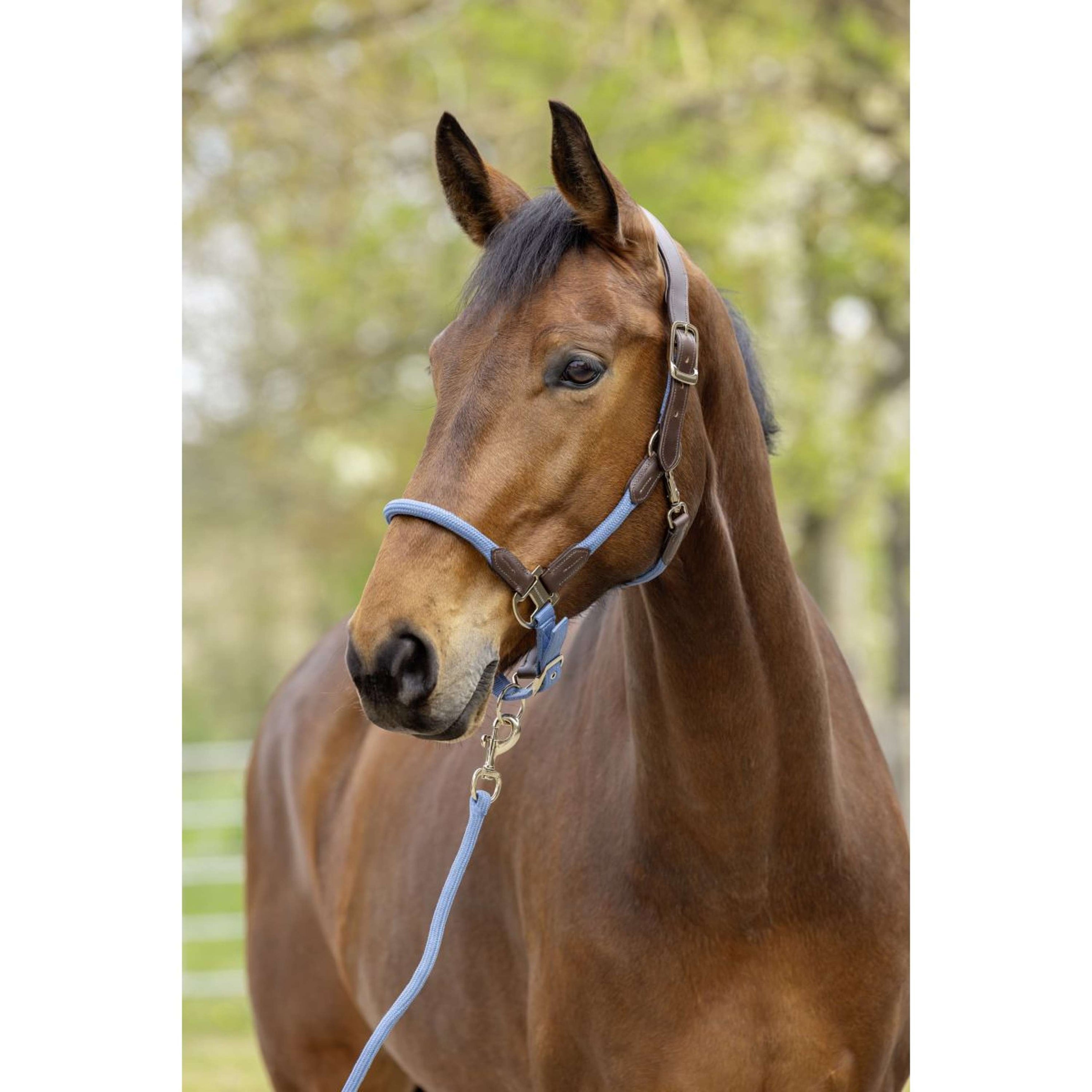 Covalliero Halster SS26 Smoked Blue