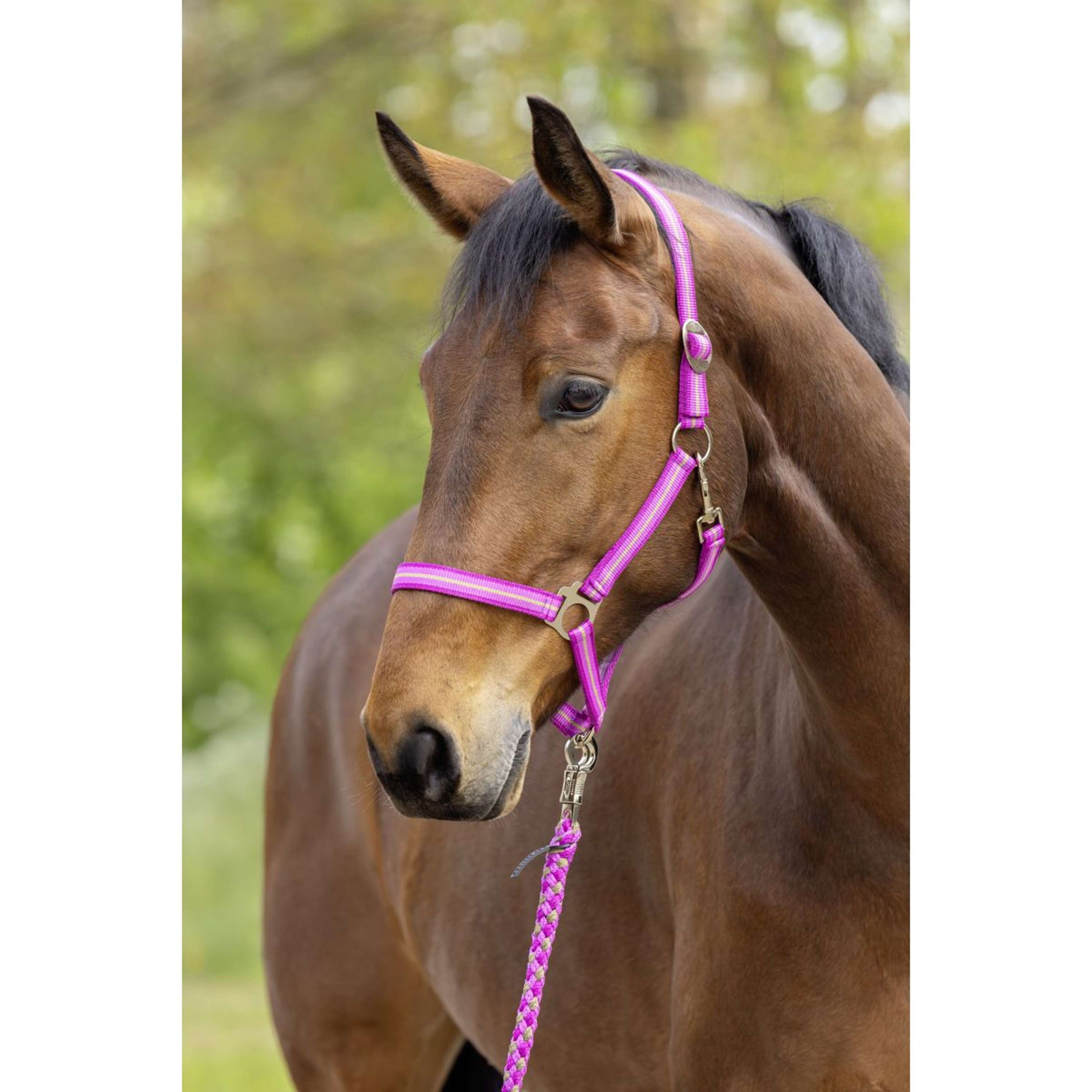 Covalliero Halster SS26 Light Berry/Walnoot