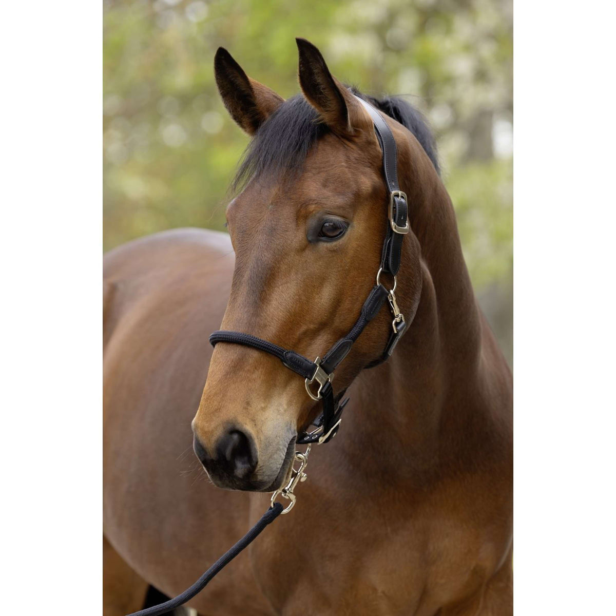 Covalliero Halster SS26 Zwart