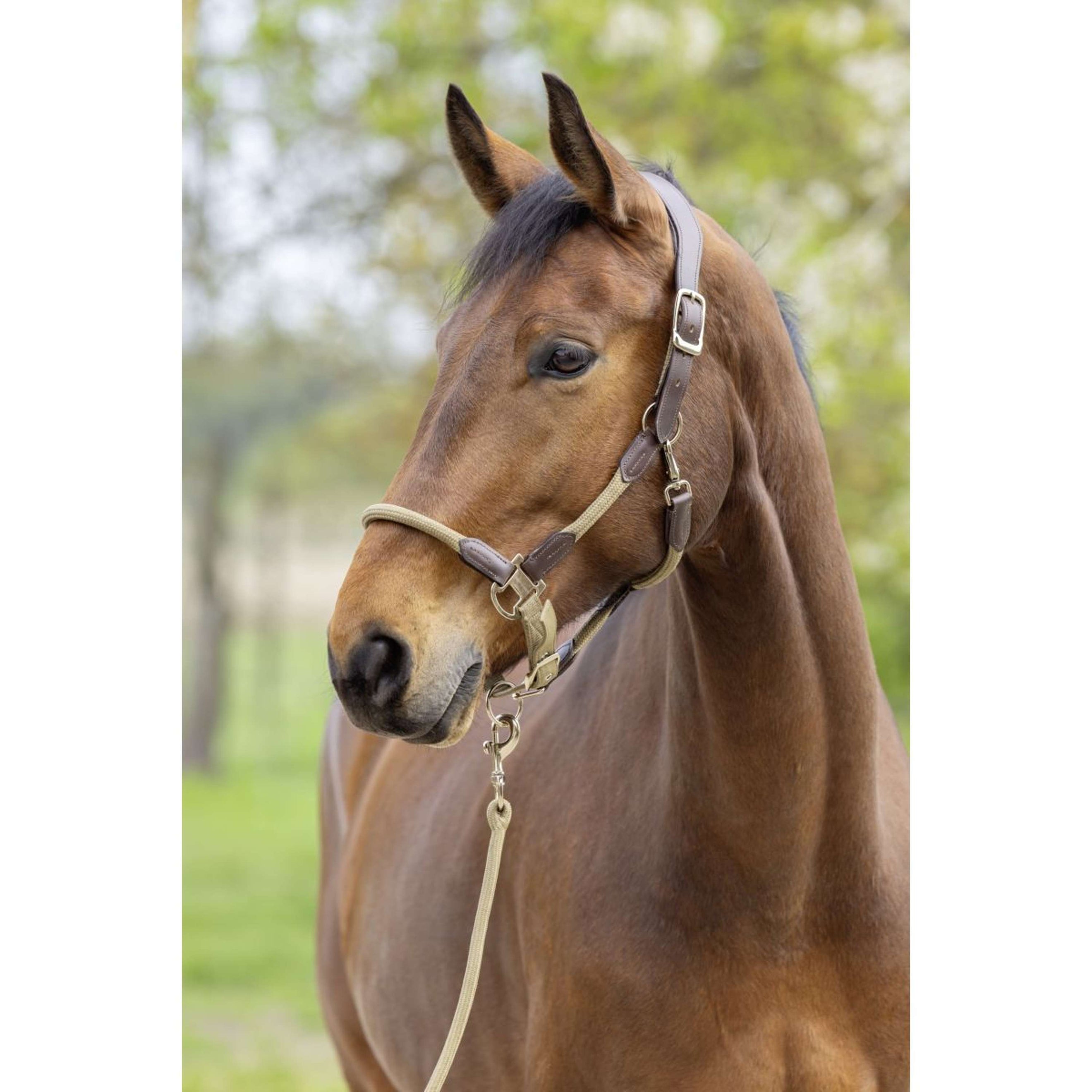 Covalliero Halster SS26 Walnoot Covalliero Halster SS26 Walnoot