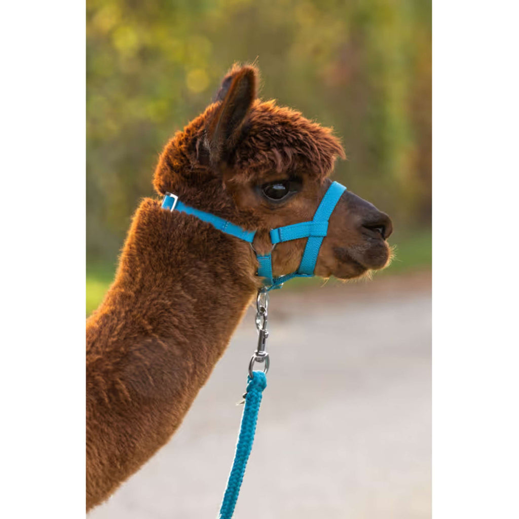 Kerbl Halster Verstelbaar Alpaca Blauw