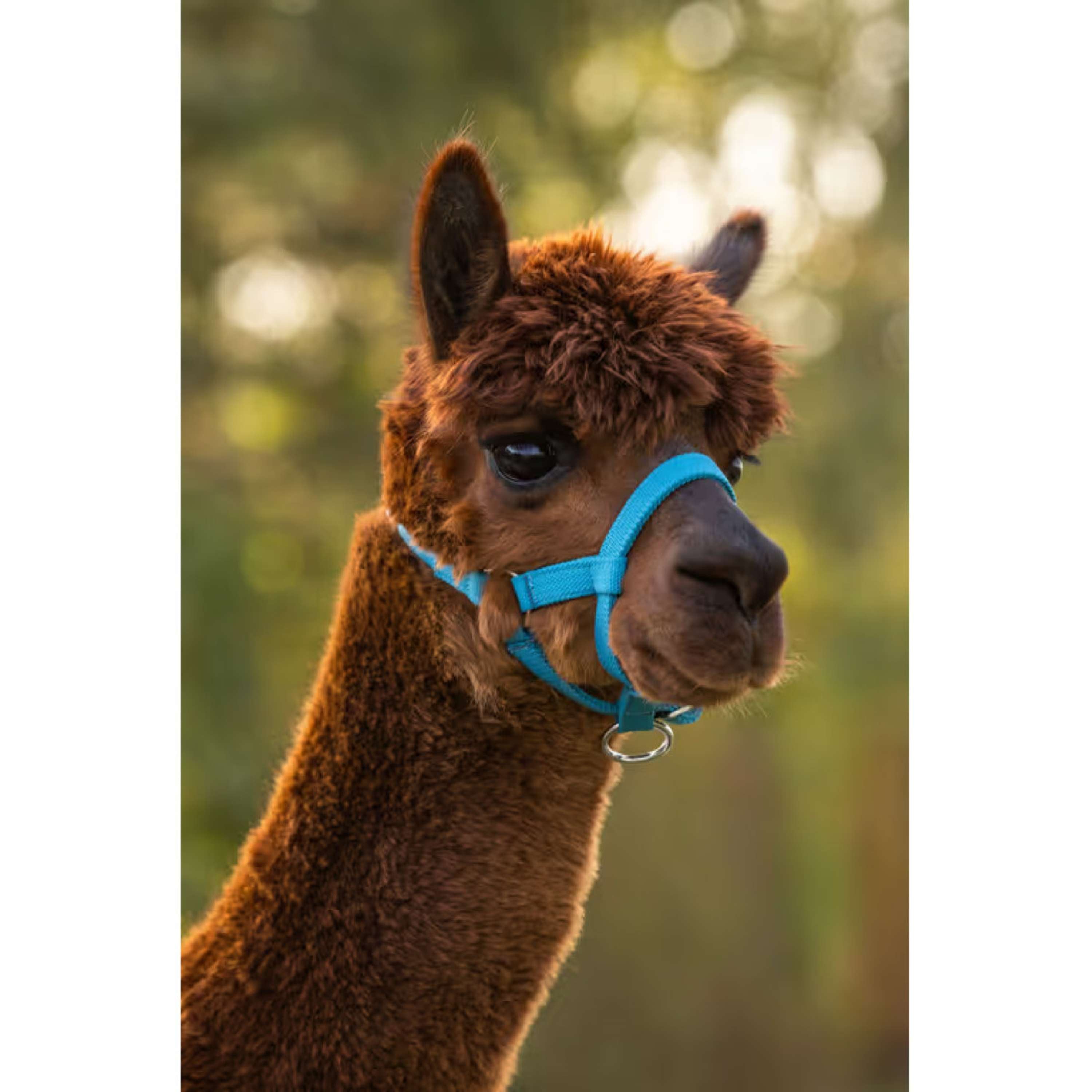 Kerbl Halster Verstelbaar Alpaca Blauw