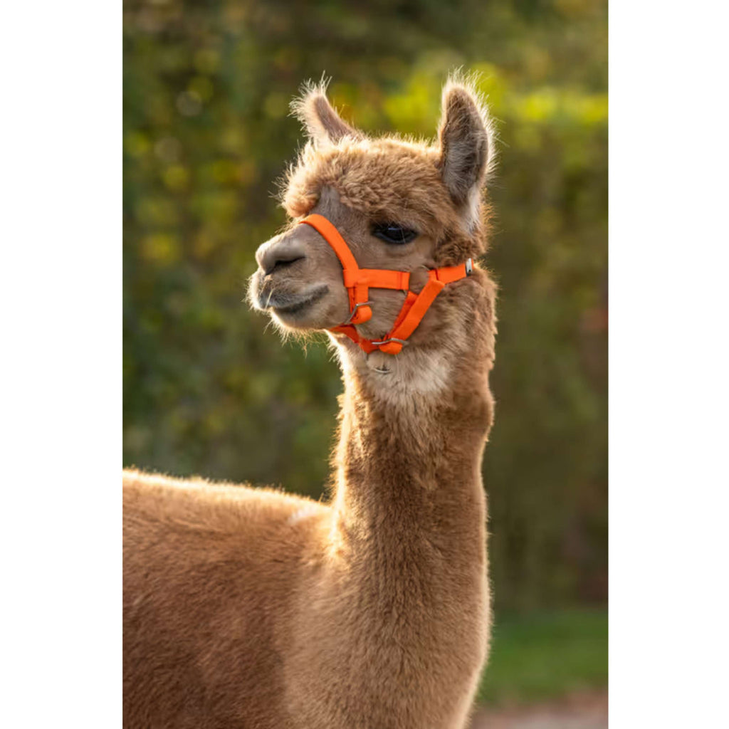 Kerbl Halster Verstelbaar Alpaca Oranje