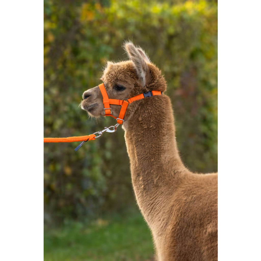 Kerbl Halster Verstelbaar Alpaca Oranje