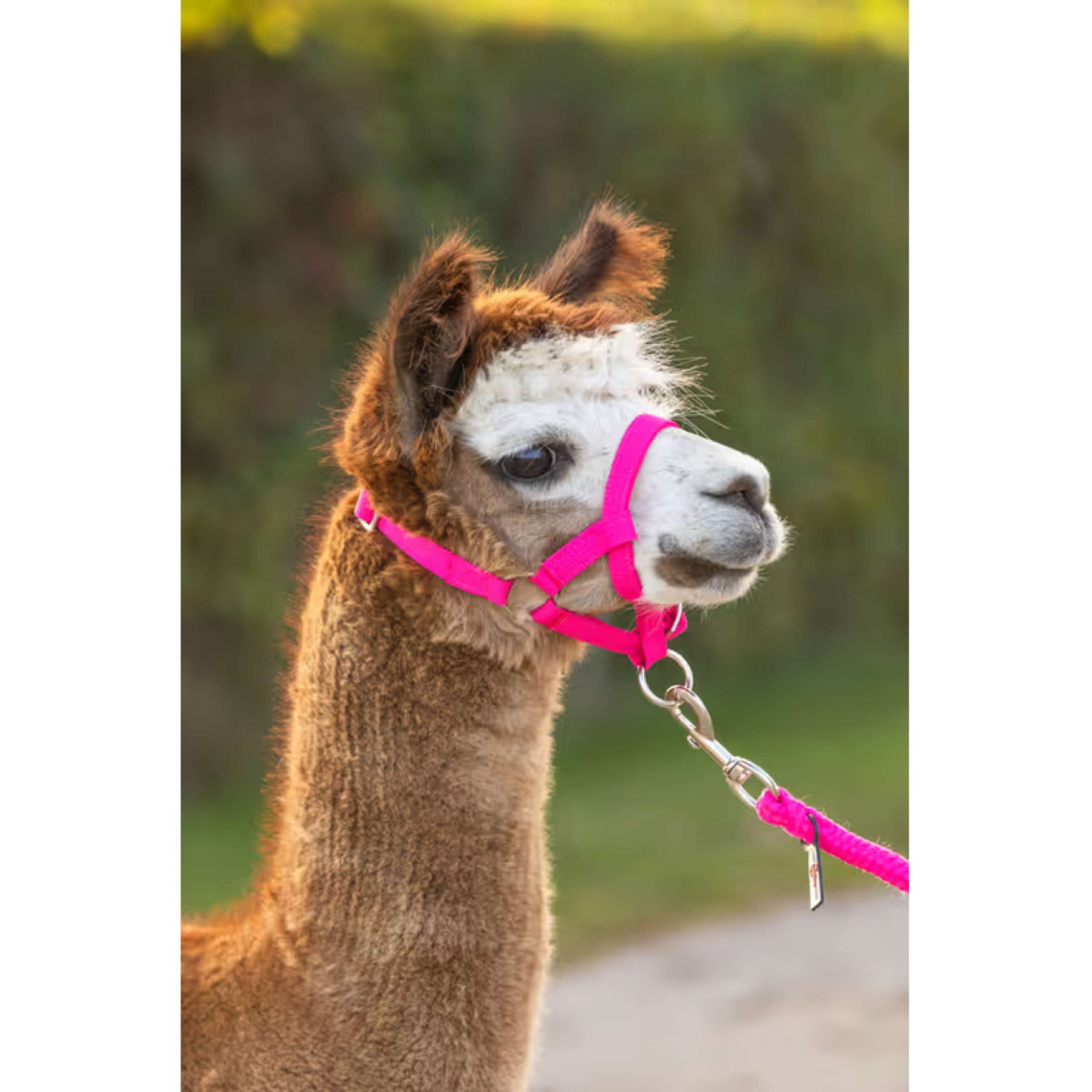 Kerbl Halster Verstelbaar Alpaca Roze