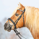 Kieffer Hoofdstel Ultrasoft Haflinger Zwart/Witte steentjes