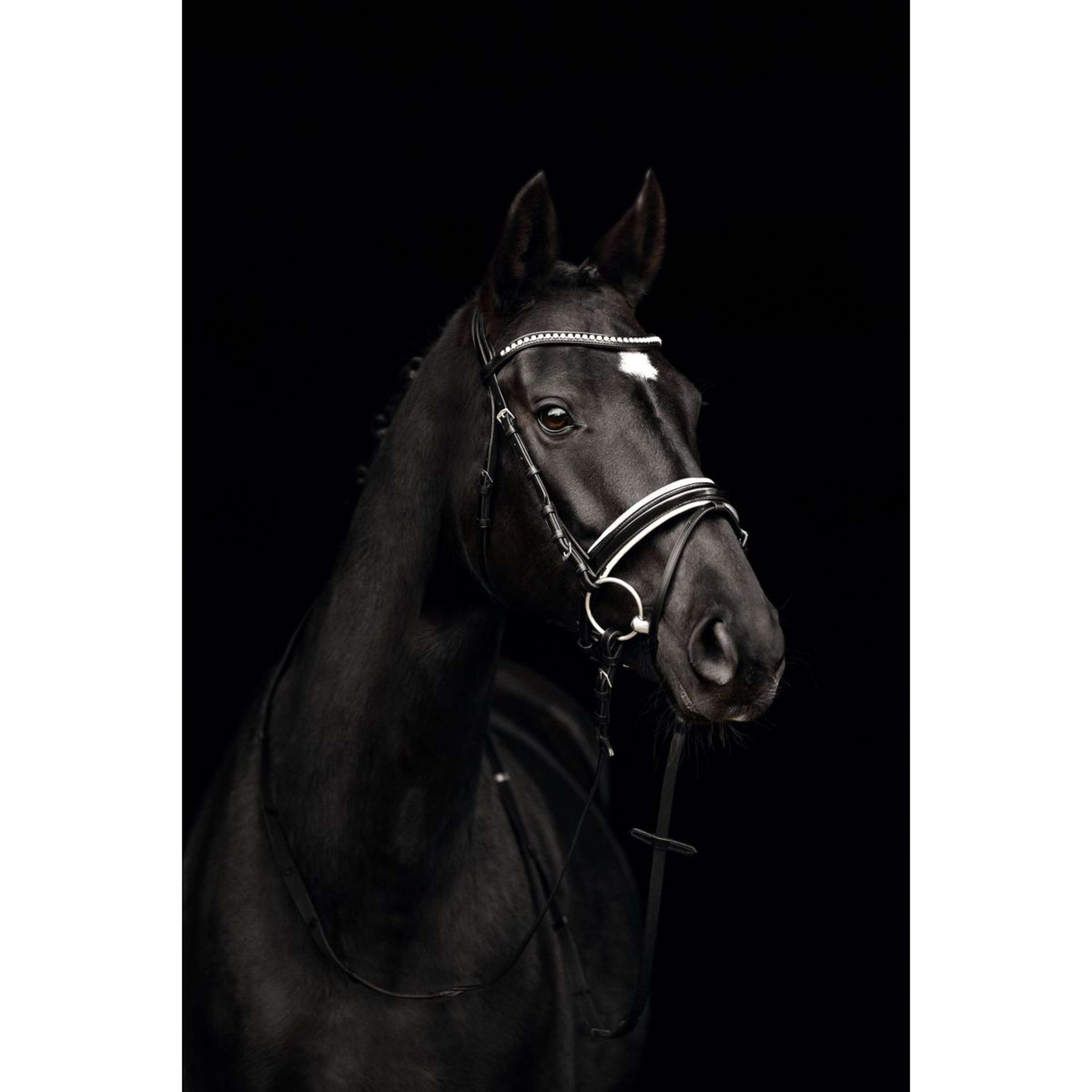 Kieffer Trenshoofdstel Comfort Paris Engelse Neusriem met Sperriem Zwart/Wit Kieffer Trenshoofdstel Comfort Paris Engelse Neusriem met Sperriem Zwart/Wit