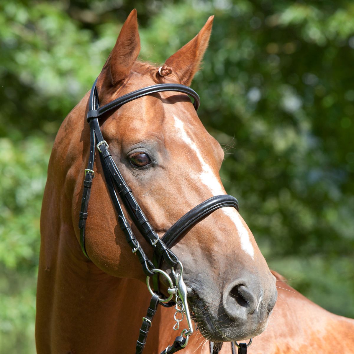 Kieffer Stang en Trenshoofdstel Anja Beran Narrow Zwart