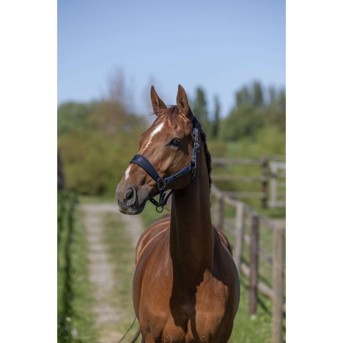 Kingsland Halsterset KLLucca Navy