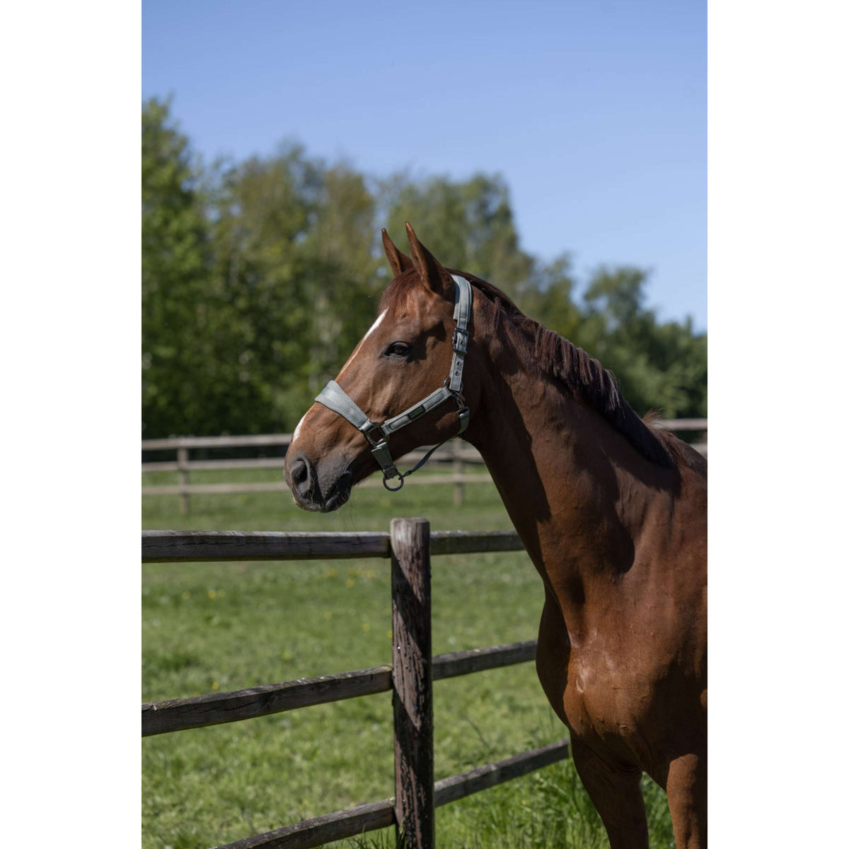 Kingsland Halsterset KLLucca Green Agave