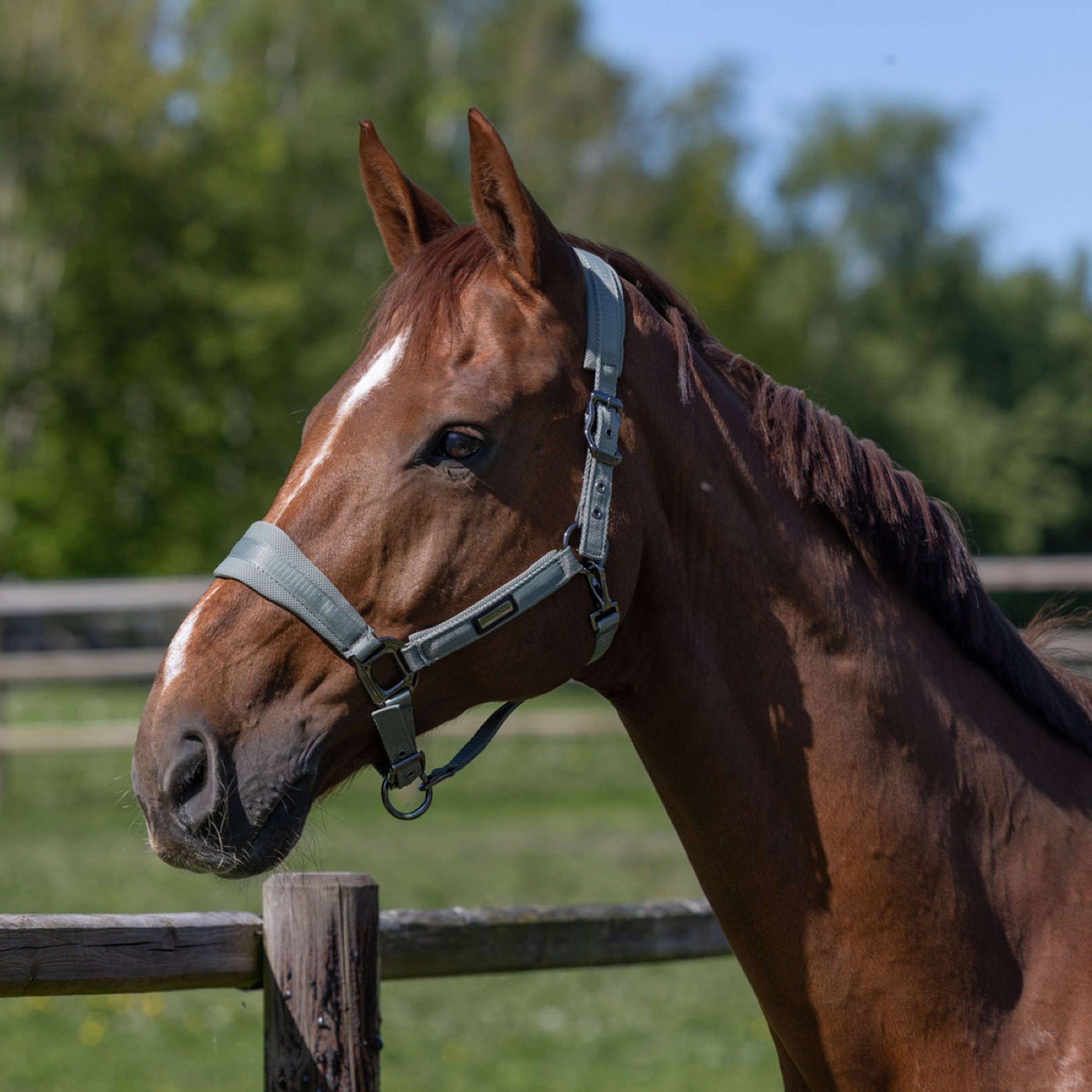 Kingsland Halsterset KLLucca Green Agave