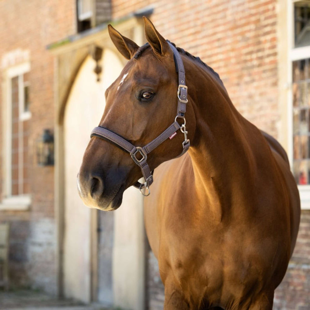 LeMieux Halster Heritage Cocoa