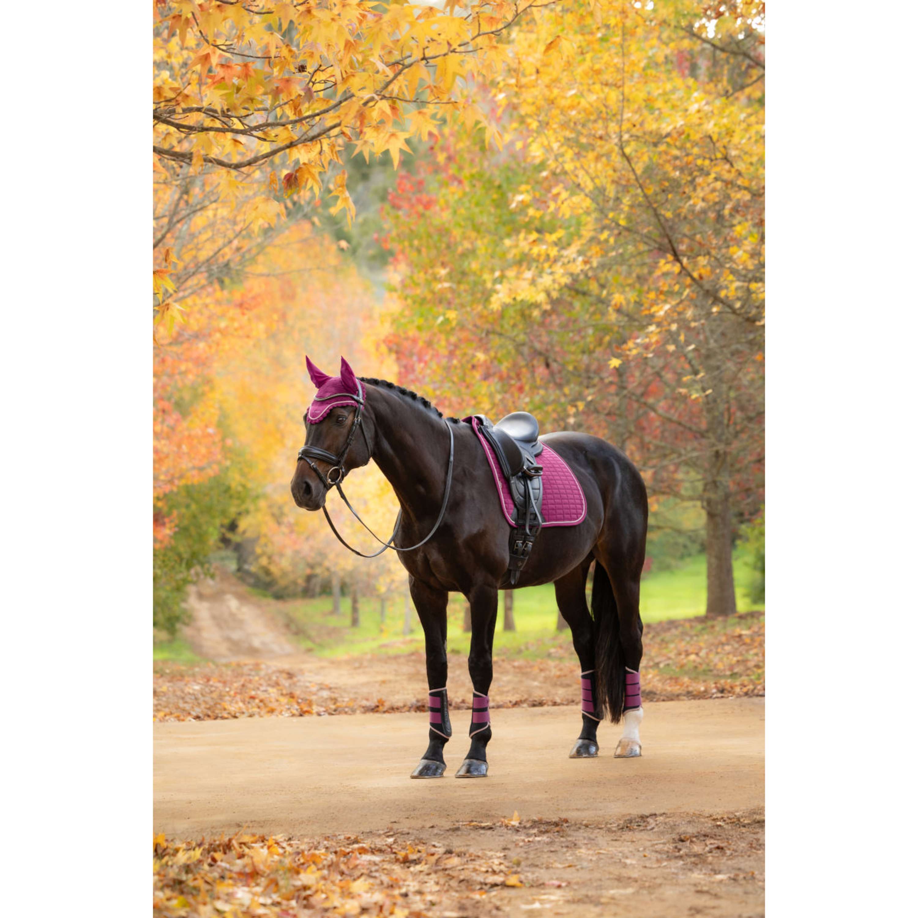 LeMieux Zadeldekje Suede Square Dressuur Blackberry