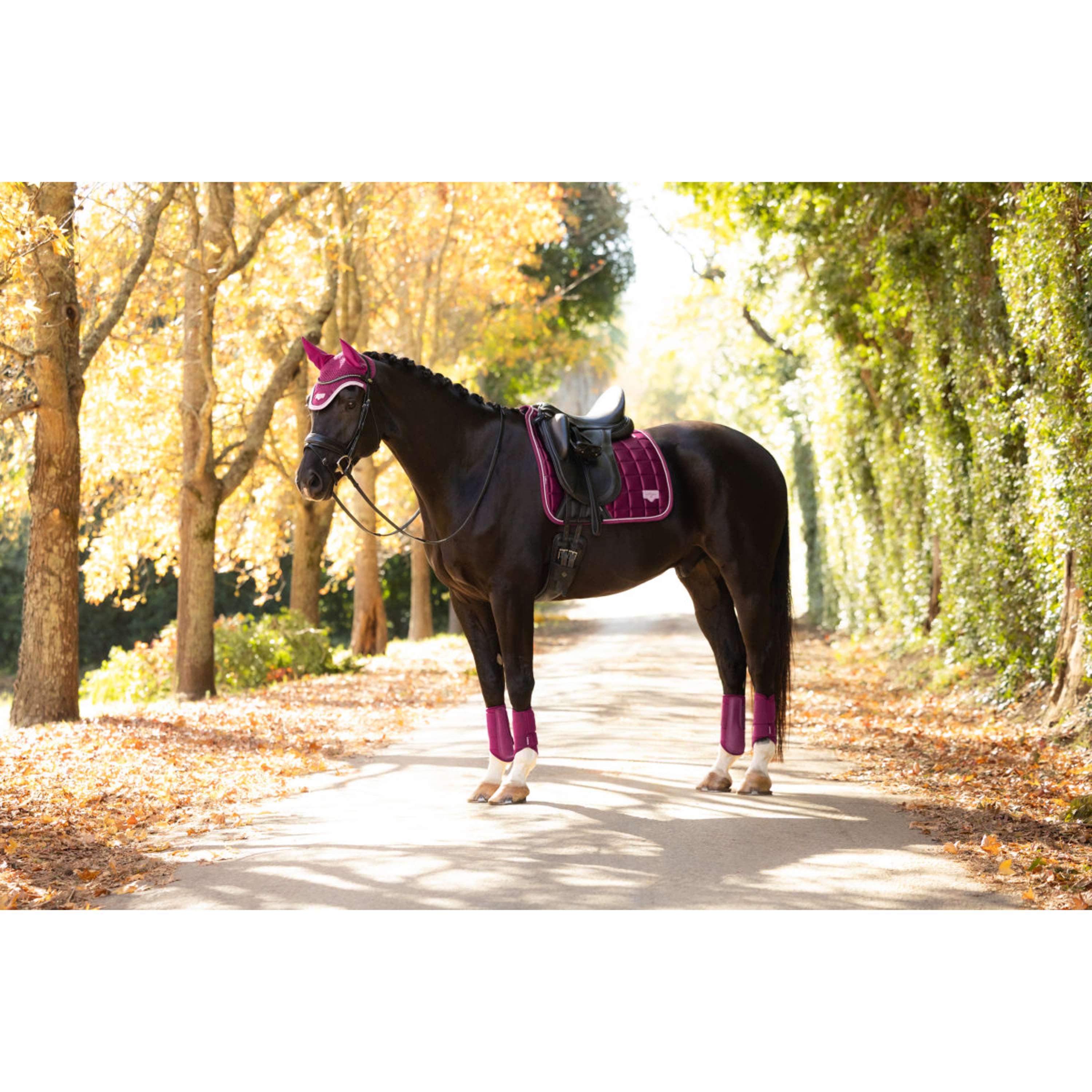 LeMieux Zadeldekje Loire Classic Square Dressuur Blackberry